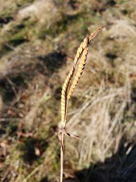 Image of field paspalum