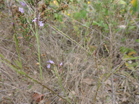 Image of Texas vervain