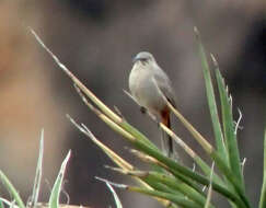 Image of Crissal Thrasher