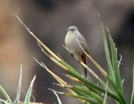 Toxostoma crissale Henry 1858的圖片