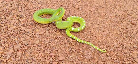 Image of Emerald Tree Boa