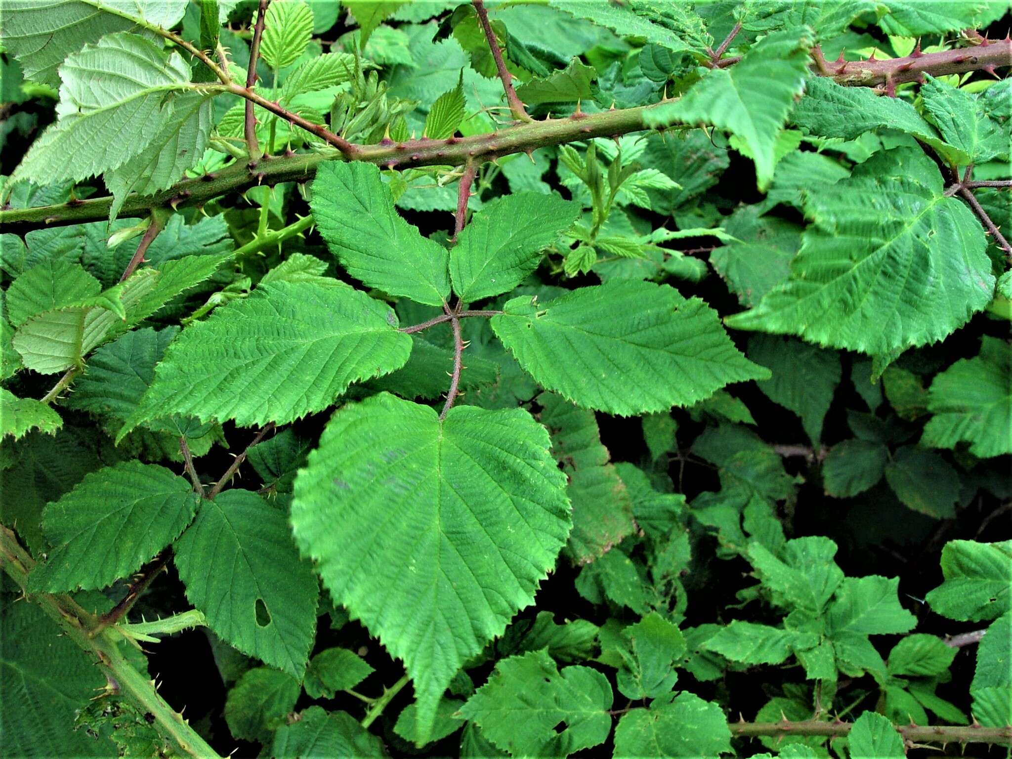 Image of Rubus incurvatiformis Edees