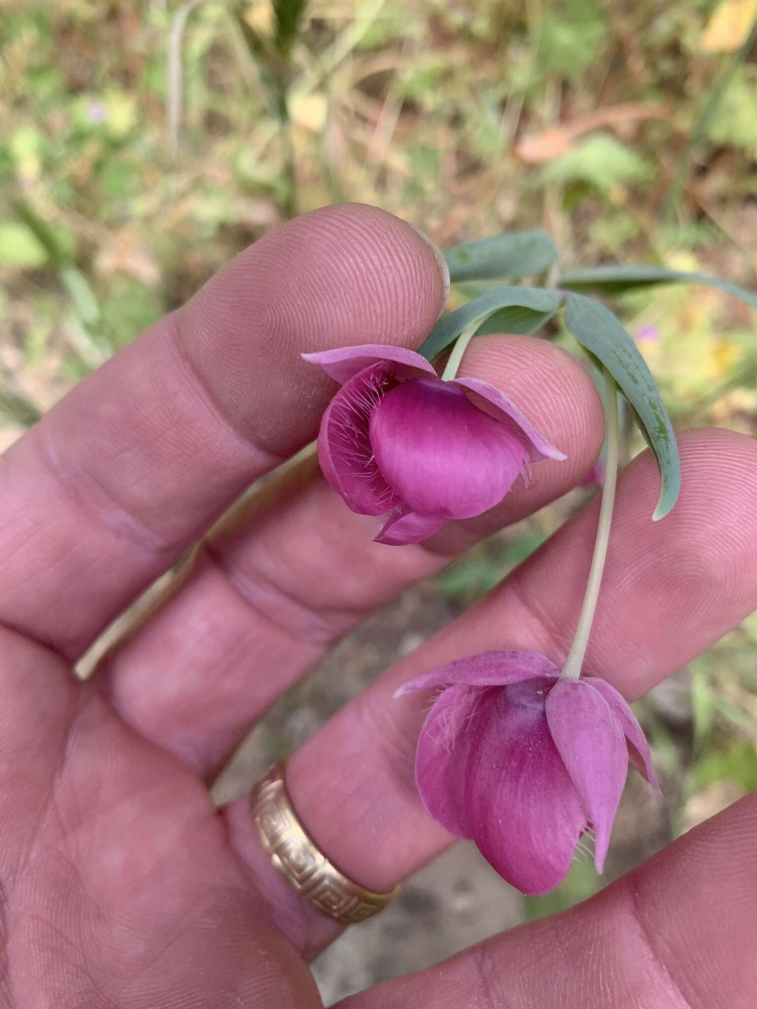 Image de Calochortus amoenus Greene