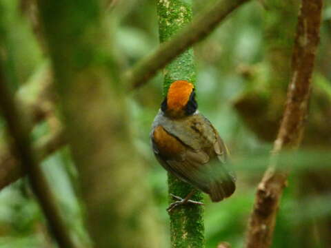 Image of Black-cheeked Gnateater