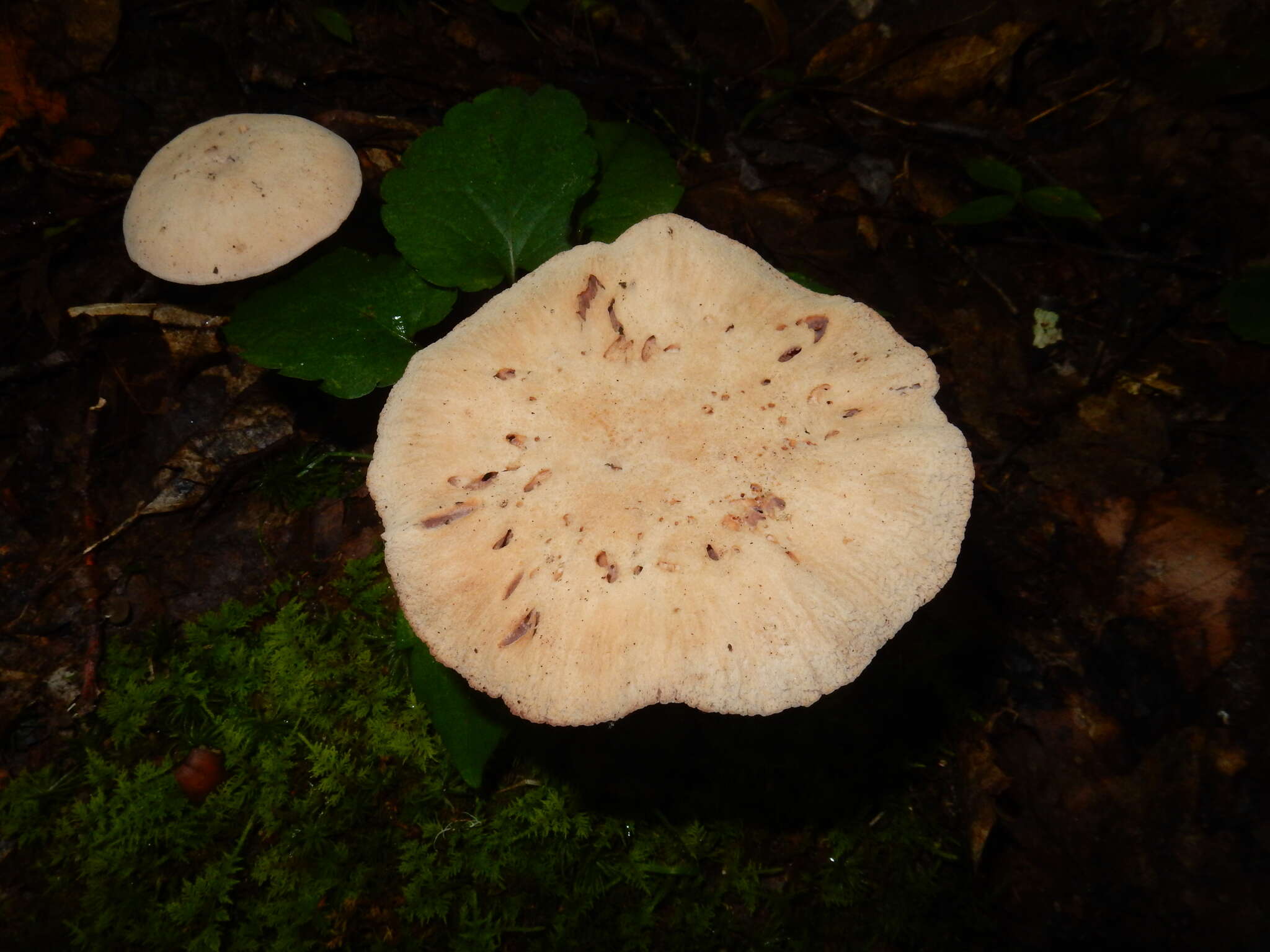 Image de Laccaria ochropurpurea (Berk.) Peck 1897