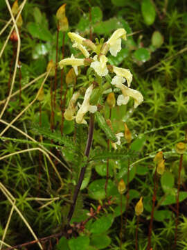 Image of Lapland lousewort