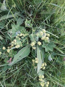 Image of Lady's Mantle