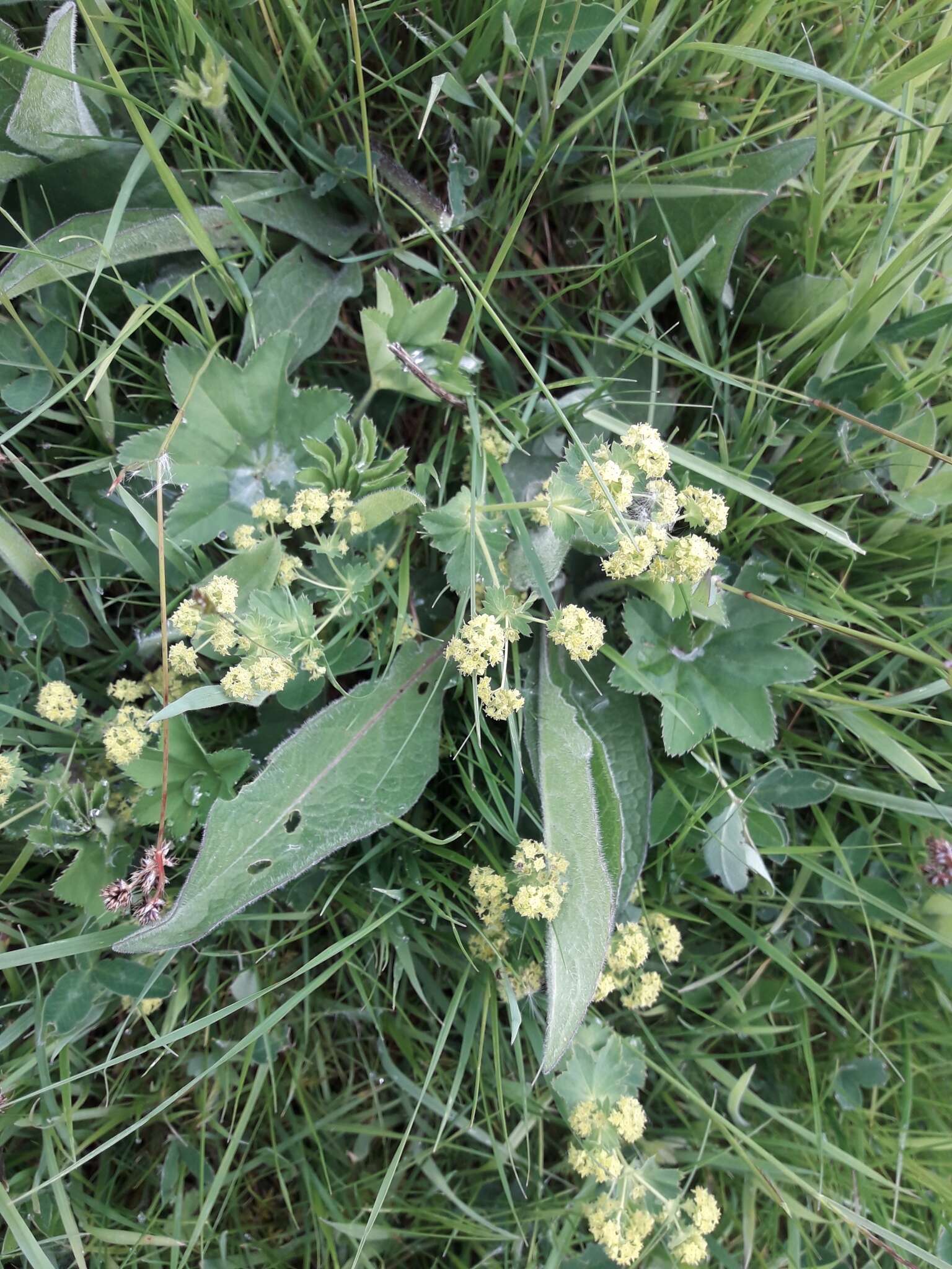 Слика од Alchemilla xanthochlora Rothm.