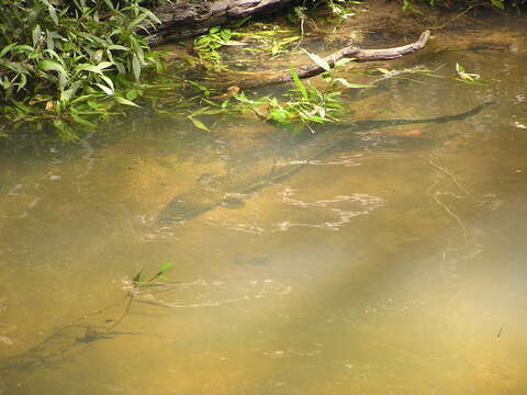 Image of Speckled longfin eel