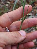 Pityopsis aspera (A. Gray) Small resmi