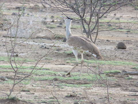 Image of Arabian Bustard