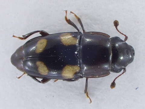 Image of Four-spotted Sap Beetle