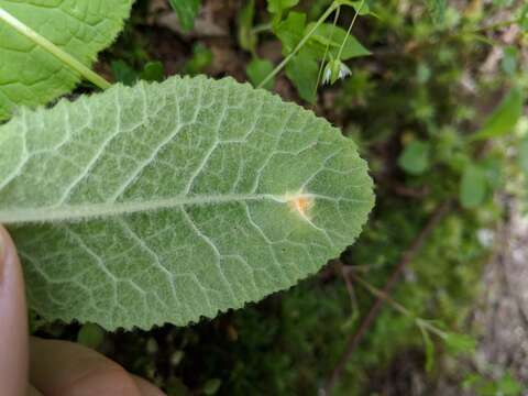 Plancia ëd Puccinia primulae (DC.) Duby 1830