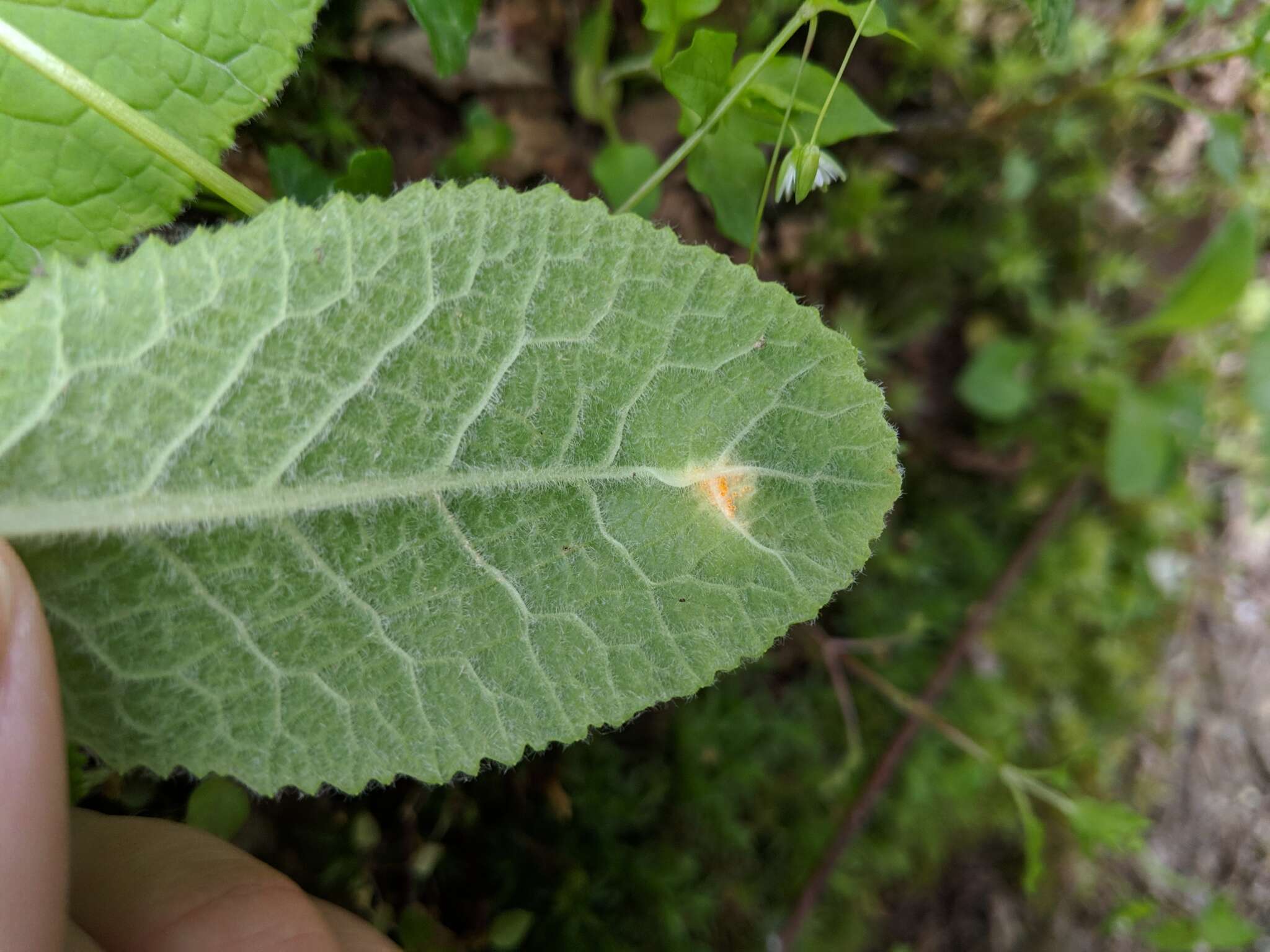 Слика од Puccinia primulae (DC.) Duby 1830