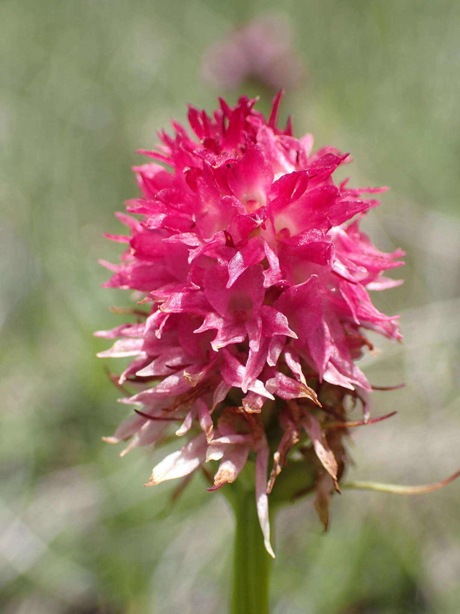 Слика од Gymnadenia corneliana (Beauverd) Teppner & E. Klein