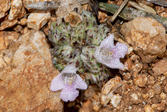 Image of Lepidagathis cristata Willd.