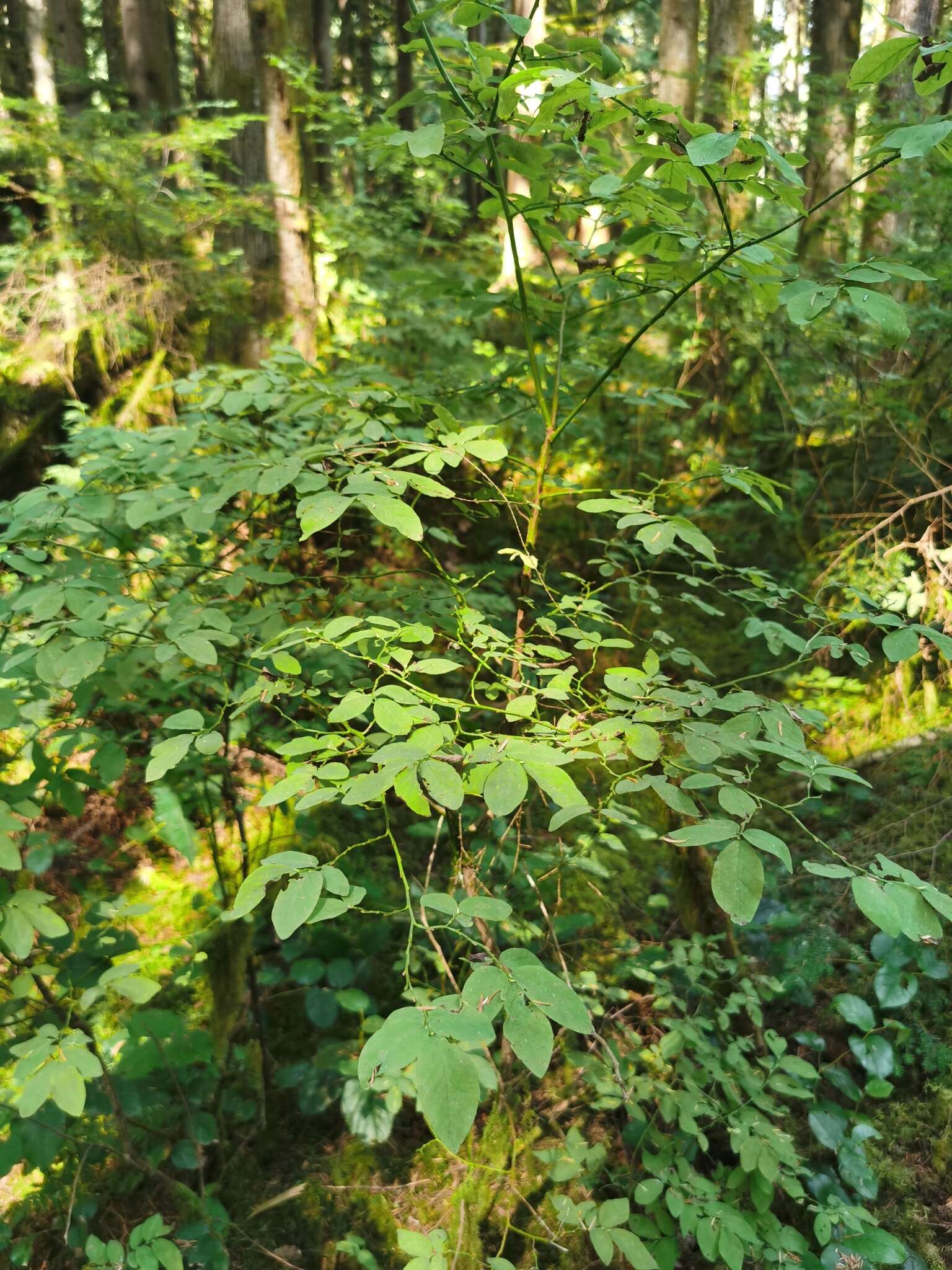 Image de Vaccinium alaskaense Howell