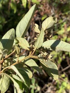 Image of Climbing buddleja