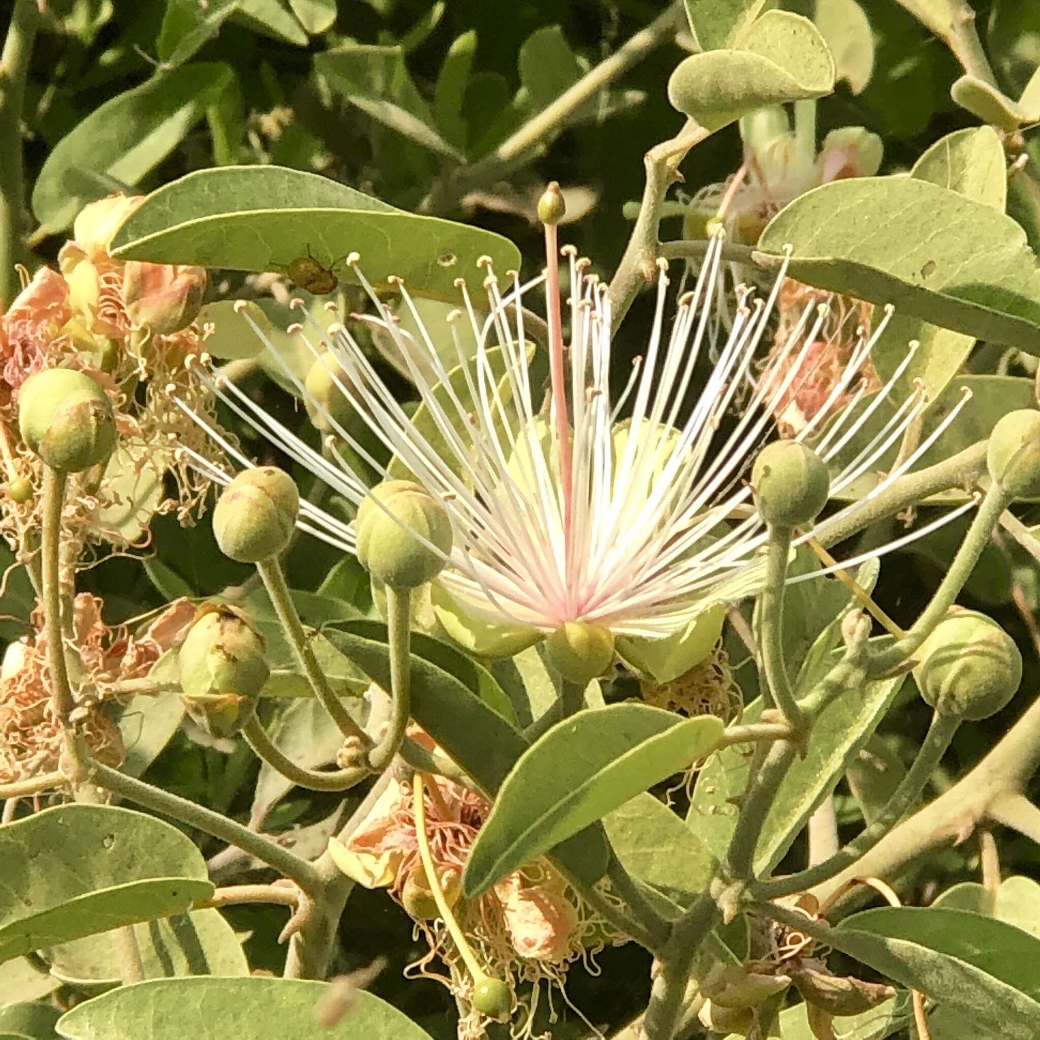 Image of African caper