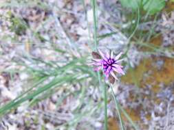 Image of Ontario blazing star