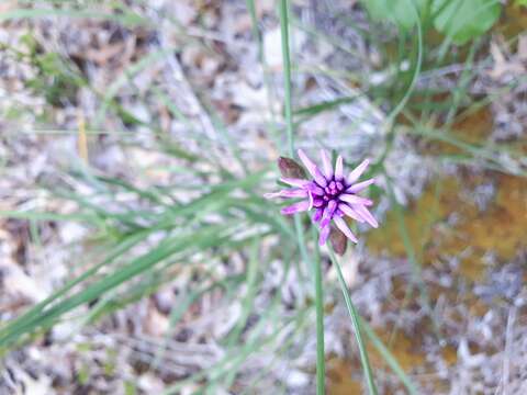 Imagem de Liatris cylindracea Michx.