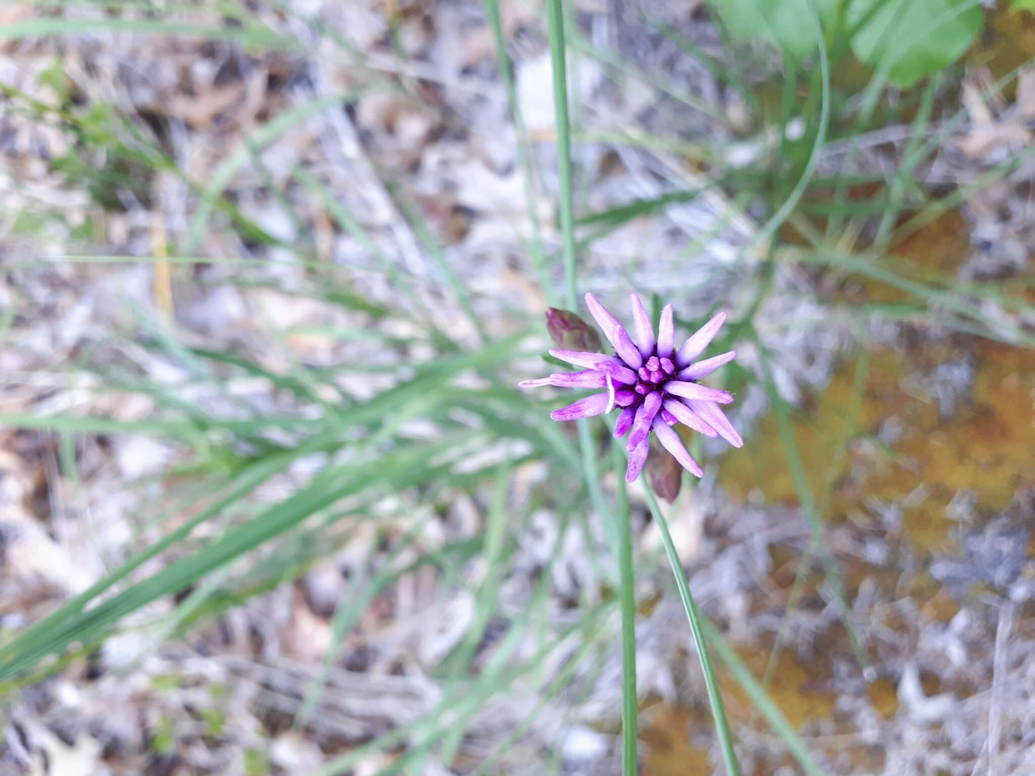 Слика од Liatris cylindracea Michx.