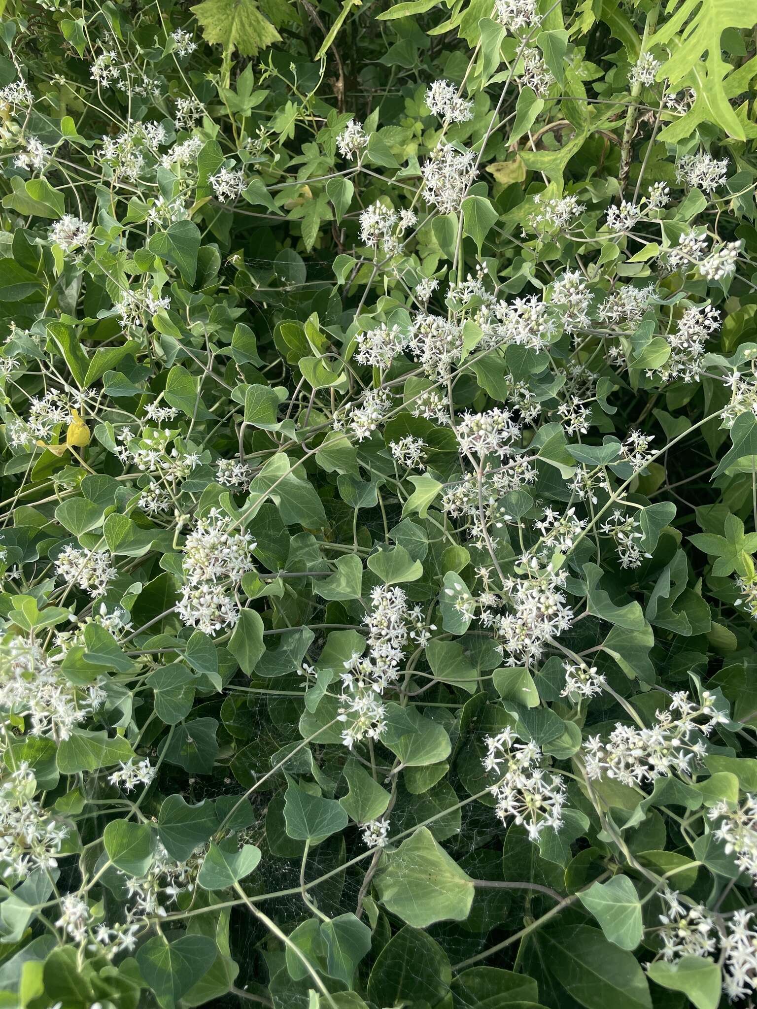 Image of Vincetoxicum pubescens (Bunge) Kuntze