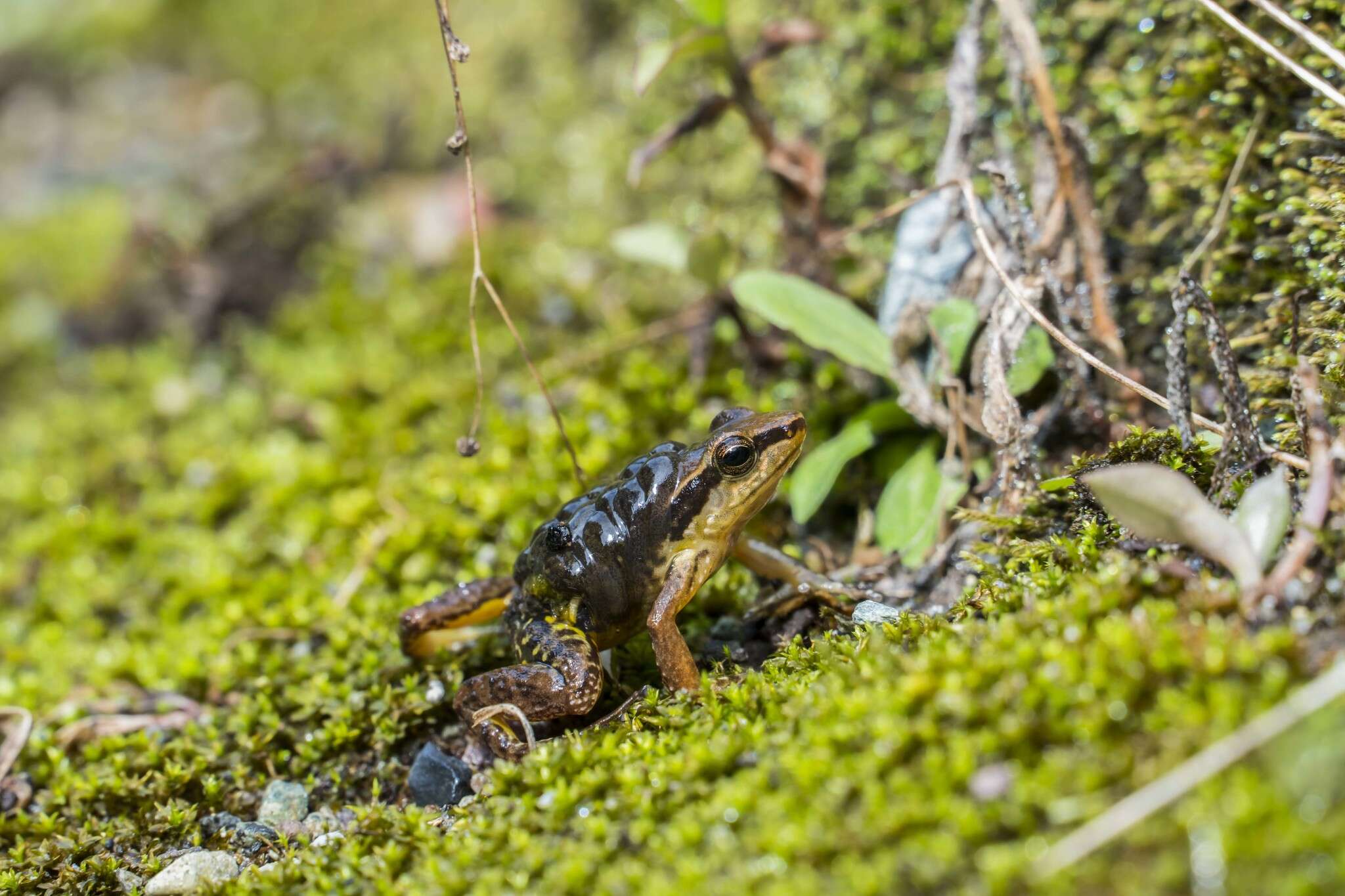 Image of Leucostethus brachistriatus (Rivero & Serna 1986)