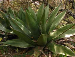 Слика од Agave salmiana subsp. crassispina (Trel.) Gentry