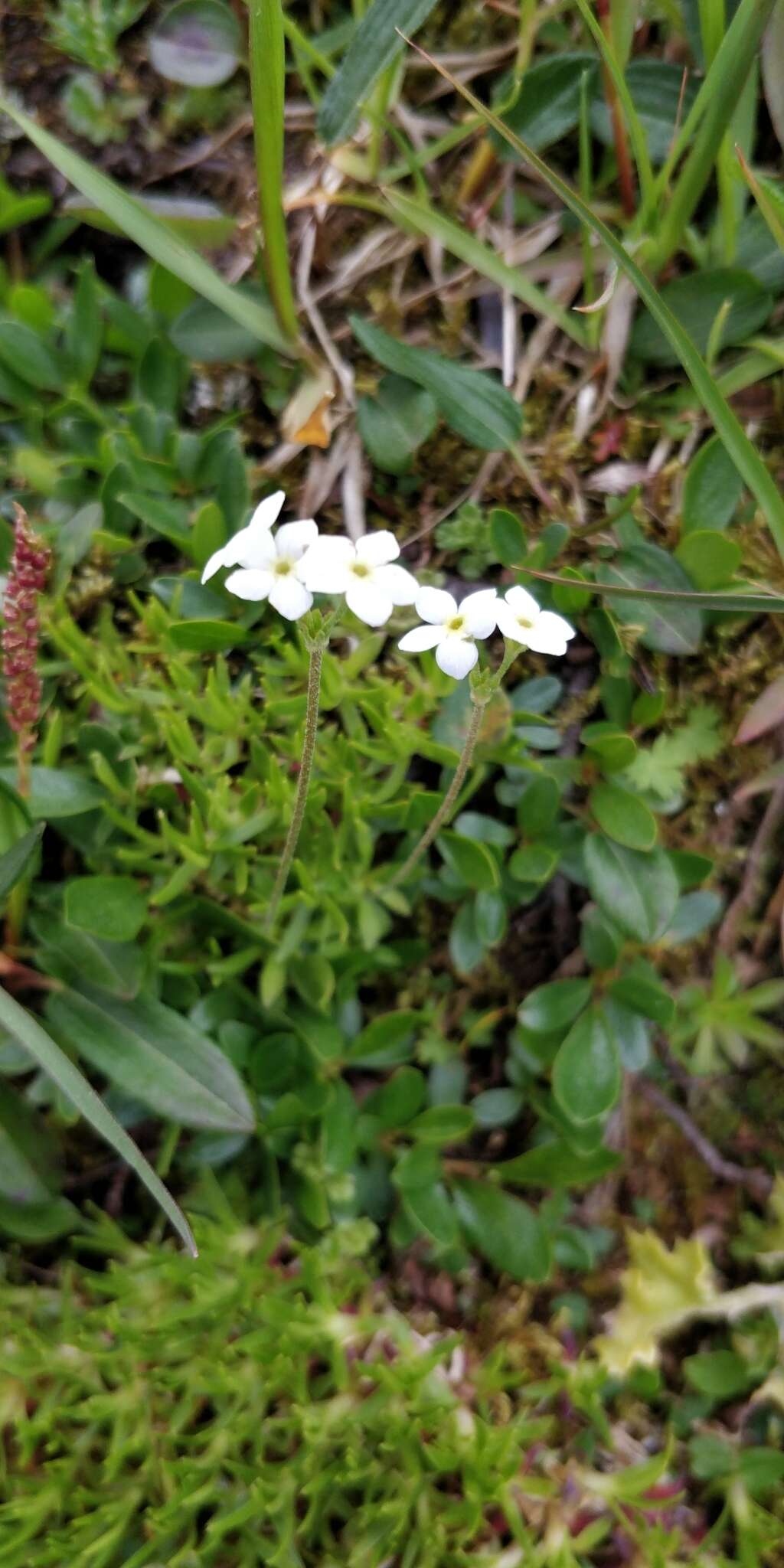 Image of Androsace obtusifolia All.