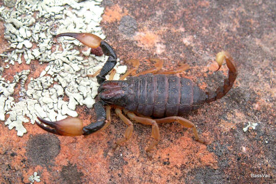 Image of Burrowing Scorpion