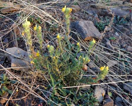 Image de Linaria saxatilis (L.) Chaz.