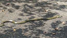 Image of Japanese Rat Snake