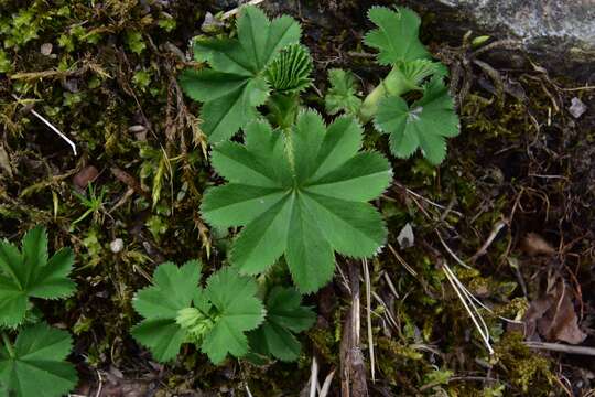 Image of smooth lady's mantle