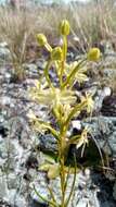 Image of Habenaria ambositrana Schltr.