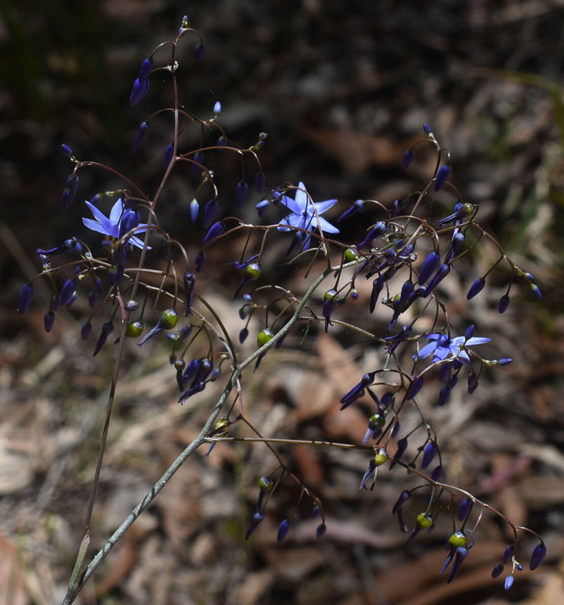 Image of Dianella nervosa R. J. F. Hend.