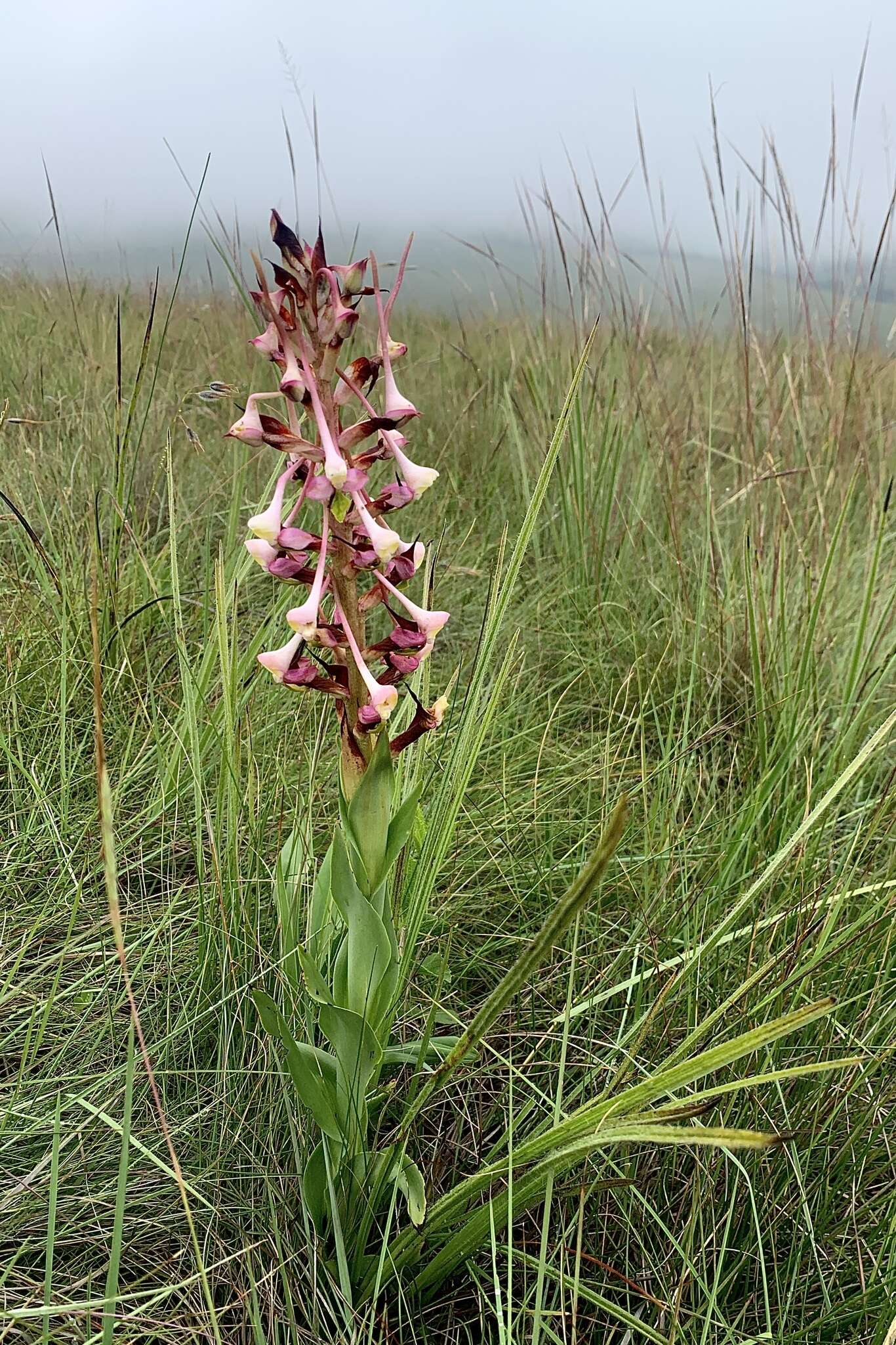 Image de Disa cooperi Rchb. fil.