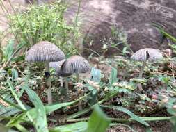 Coprinellus arenicola Wartchow & A. R. Gomes 2014的圖片