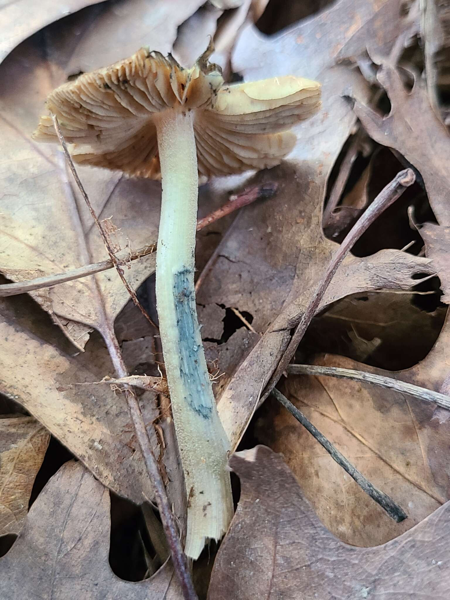 Imagem de Inocybe insignis A. H. Sm. 1941