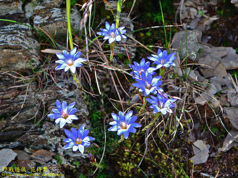 صورة Gentiana arisanensis Hayata