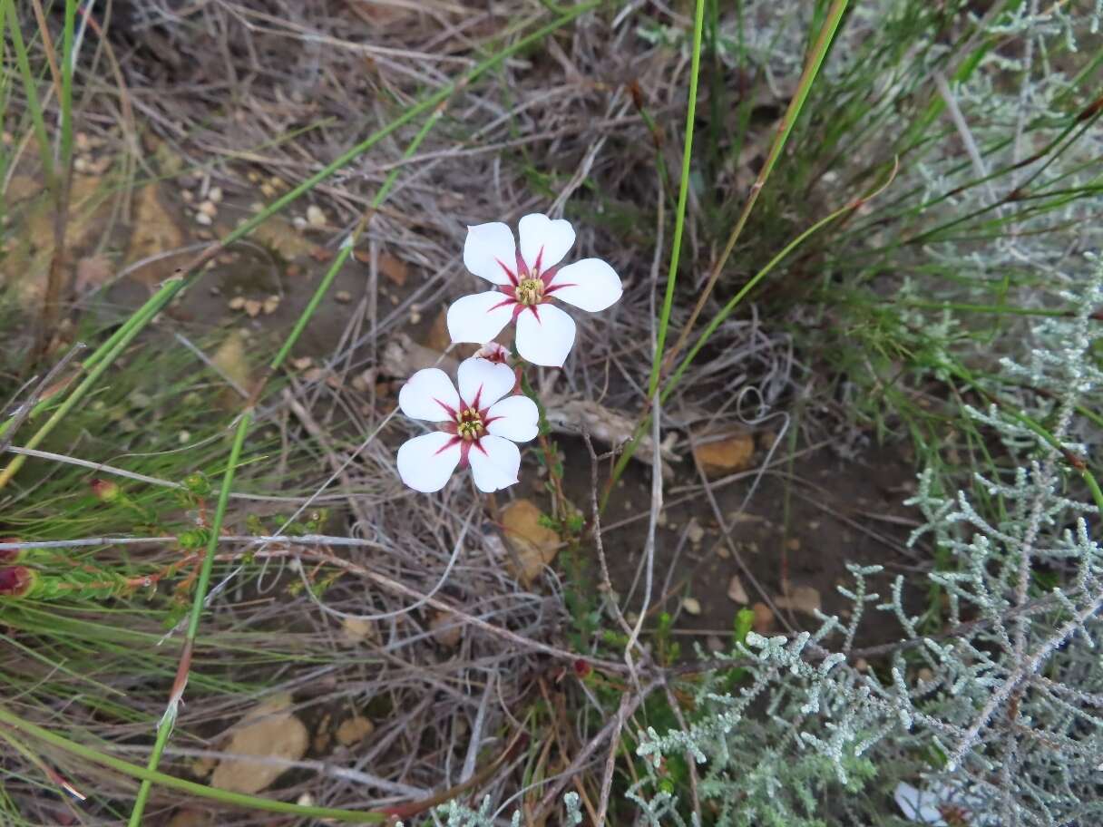 Image of Adenandra uniflora (L.) Willd.