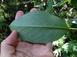 Image de Coprosma robusta Raoul