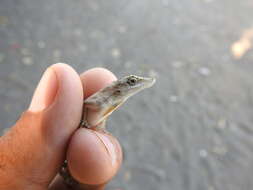 Image of Anolis sericeus Hallowell 1856