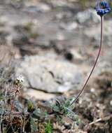 Image de Felicia amoena subsp. latifolia Grau