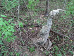 Ibervillea hypoleuca (Standl.) C. Jeffrey resmi