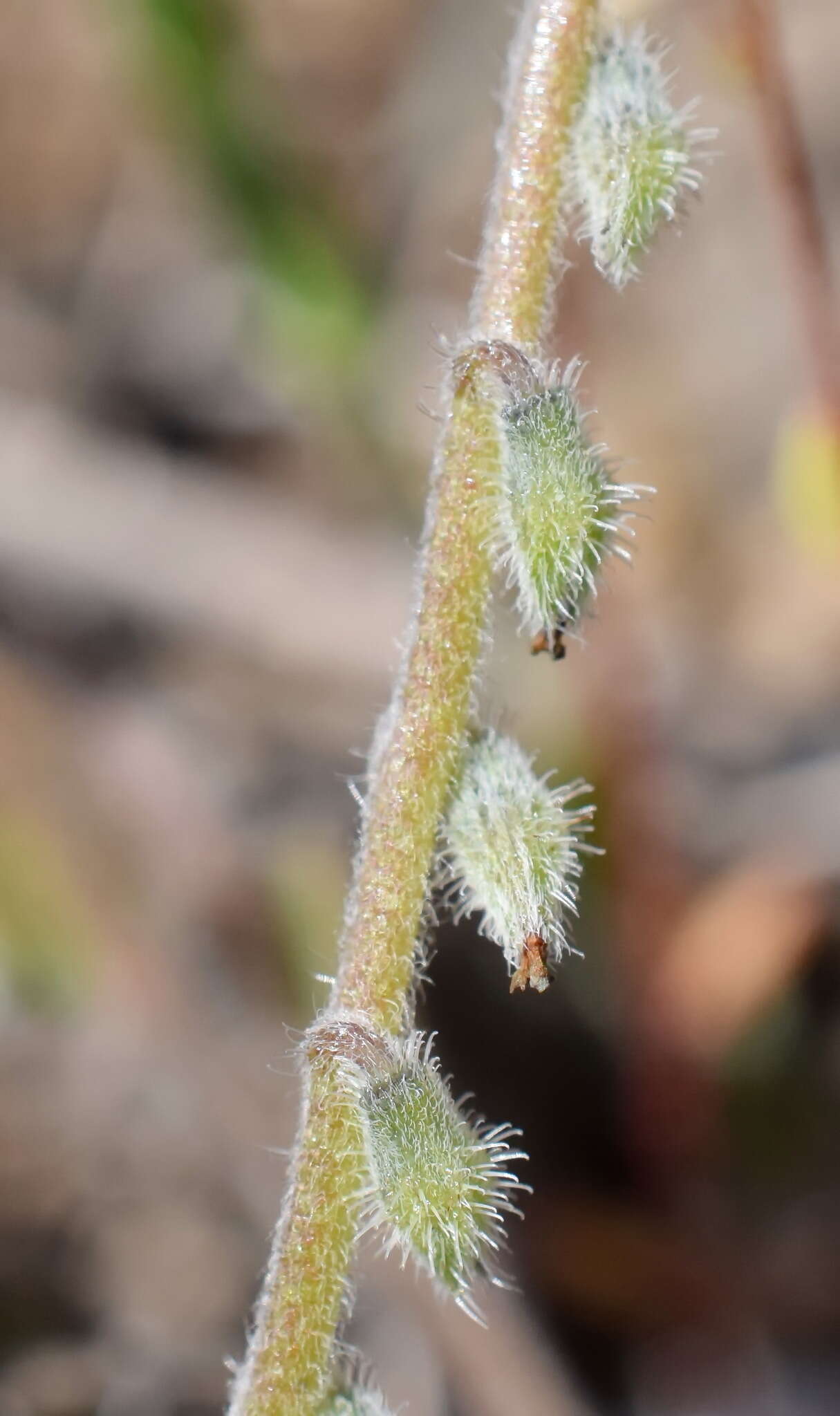 Image of Myosotis refracta Boiss.