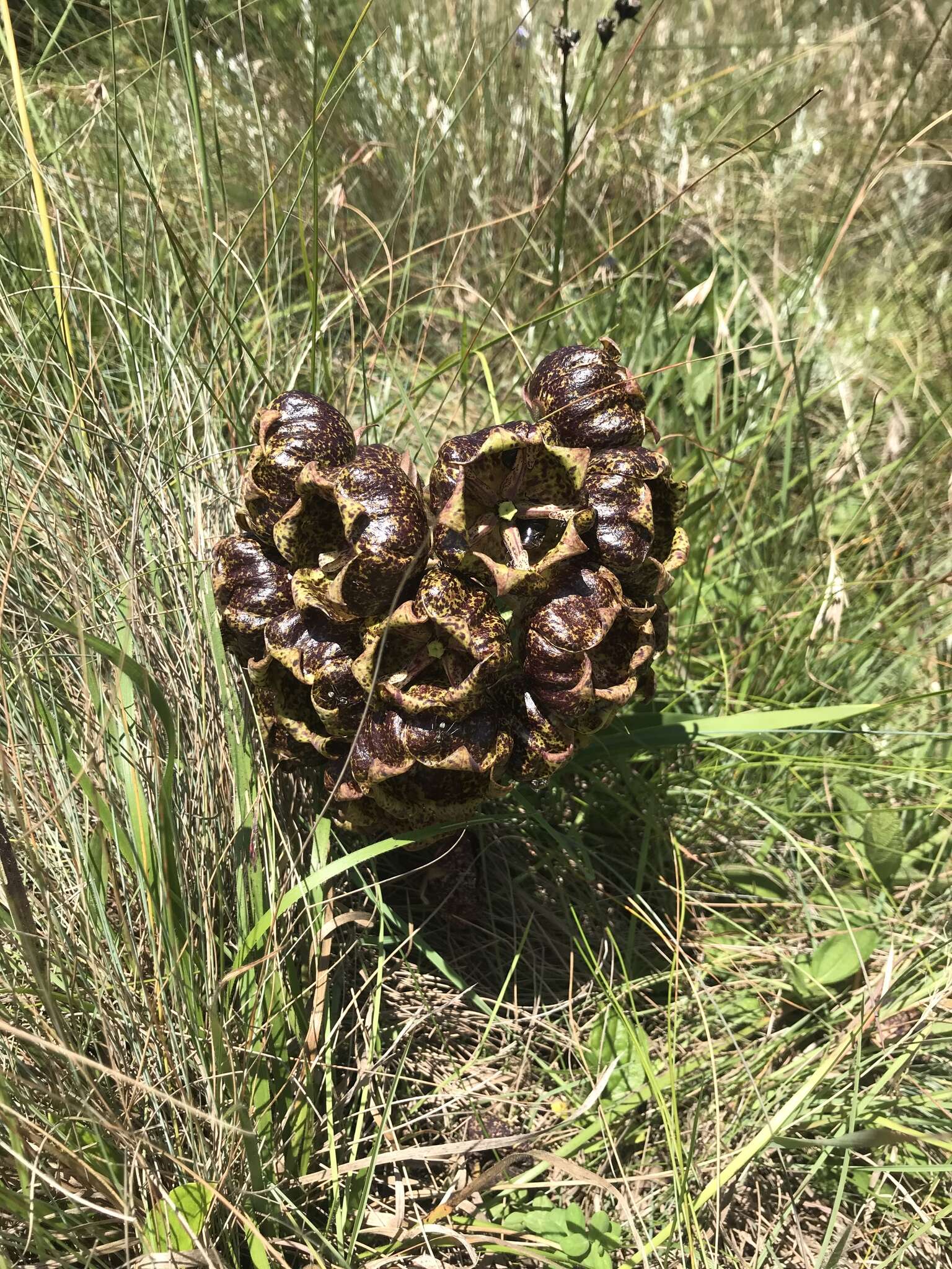 Image of Pachycarpus grandiflorus subsp. grandiflorus