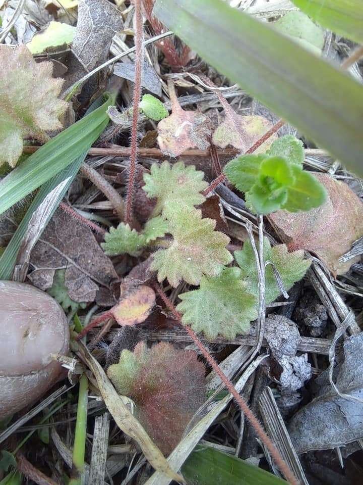 Image of Androsace umbellata (Lour.) Merr.