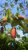 Sivun Annona macroprophyllata Donn. Sm. kuva