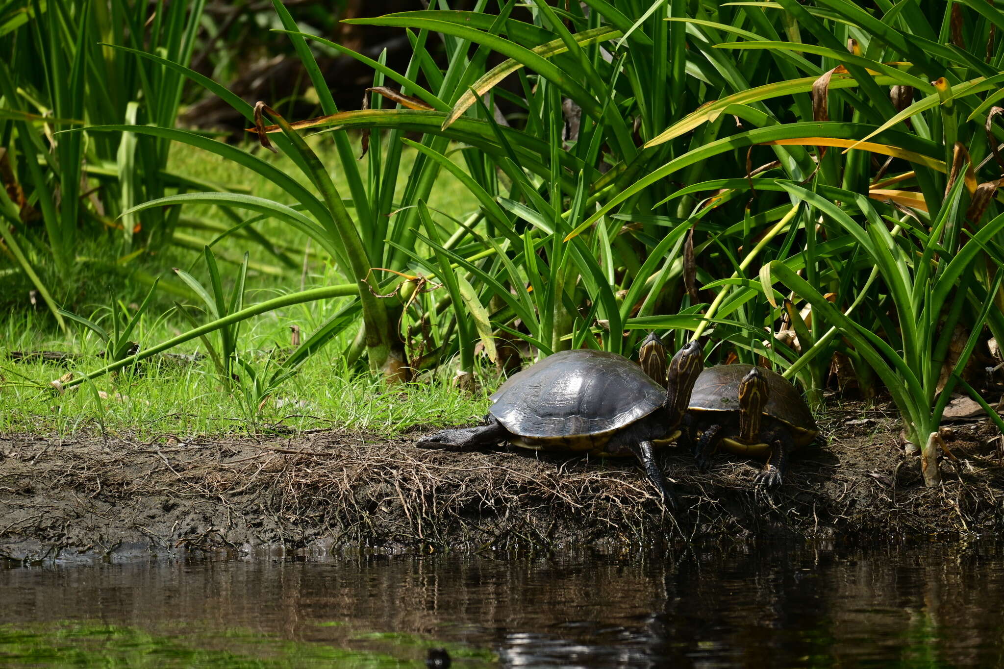 Image of Gray's slider